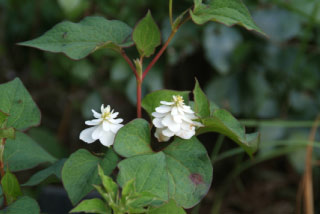 Houttuynia cordataHouttuynia, Doku-dami bestellen